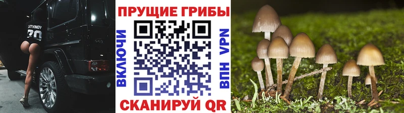 Купить  Верхний Тагил  Галлюциногенные грибы Psilocybe 